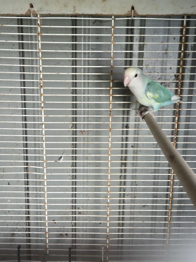 Inseparable roseicolis 35 17510 Villiers-couture