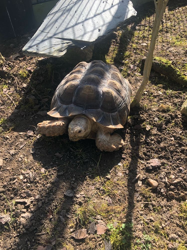 Tortue Sulcata adulte 800 45430 Ch�cy