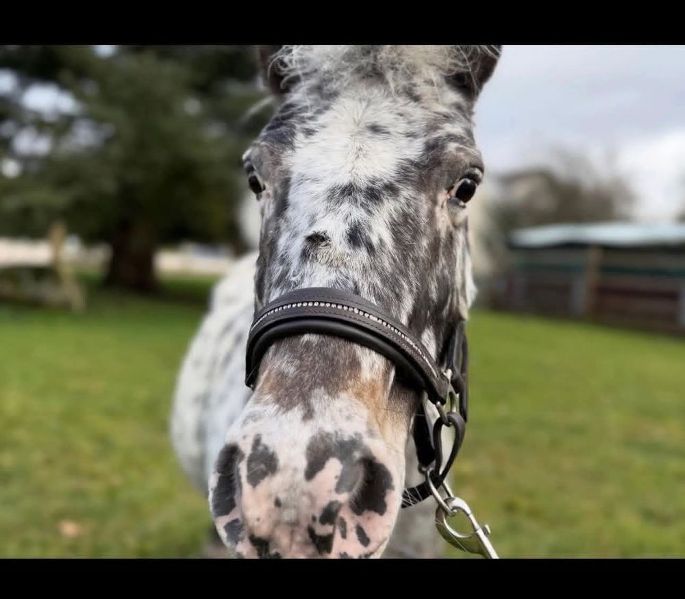 Poney &agrave; donner 0 57000 Metz