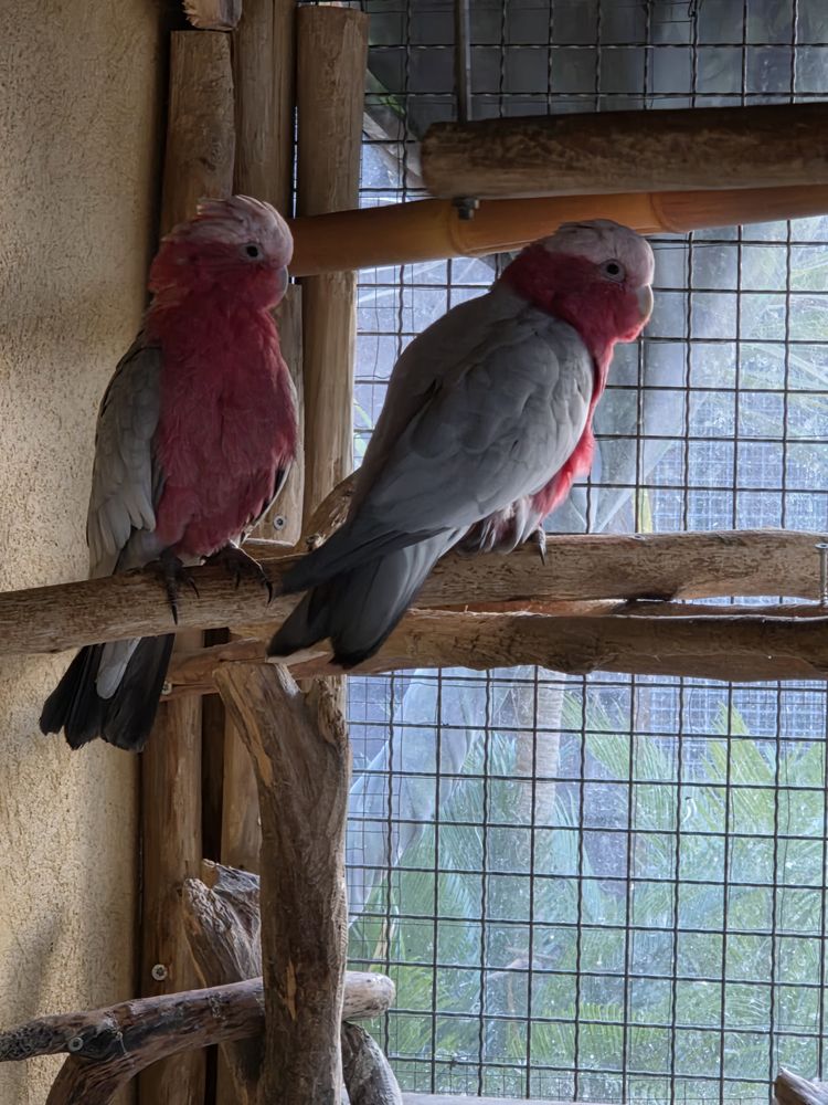 Couple Cacato&egrave;s 1500 83440 Tanneron