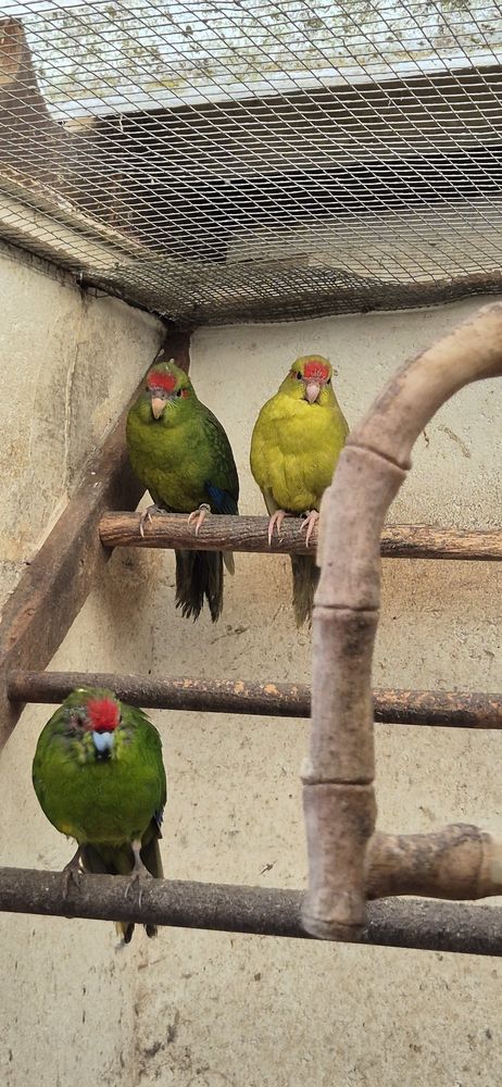 Jeunes perruches kakariki 25 et 26 50 60600 Clermont