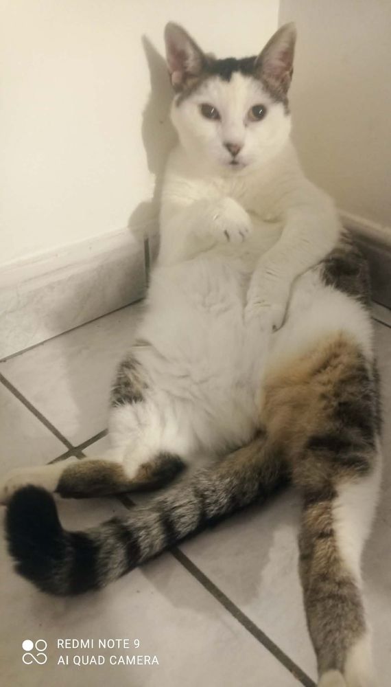 Donation chat (femelle) 0 59121 Haulchin