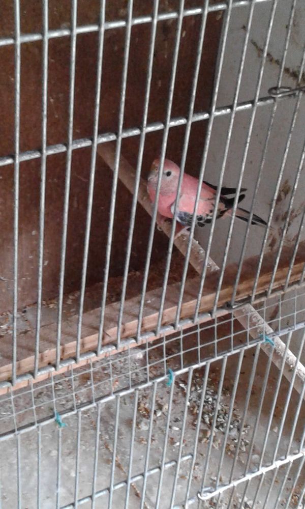 Male bourke opaline 25 49110 Saint-pierre-montlimart