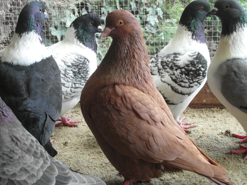 pigeons carneaux n&eacute;s en /2025. 20 18100 Vierzon