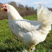 Poule Azur et poule Leghorn blanche. 30 77540 Courpalay