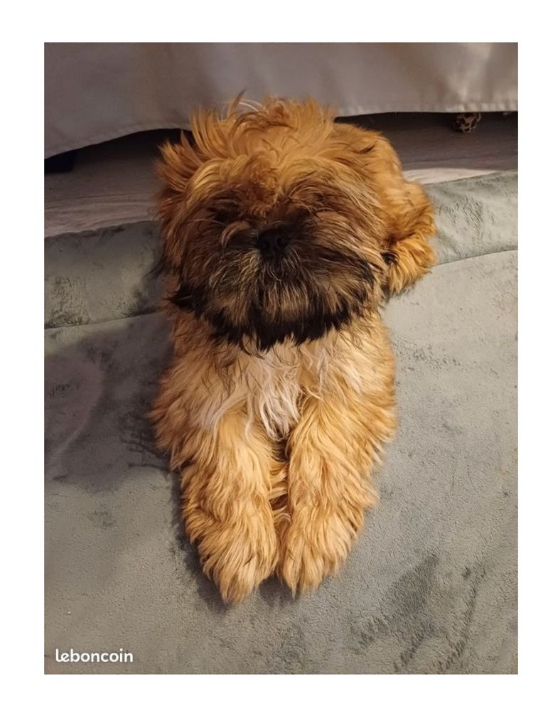 Shih tzu m&acirc;le de 15 mois 200 91790 Boissy-sous-saint-yon