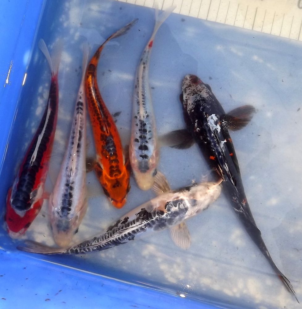 Carpes Ko&iuml; 4 44590 Saint-vincent-des-landes