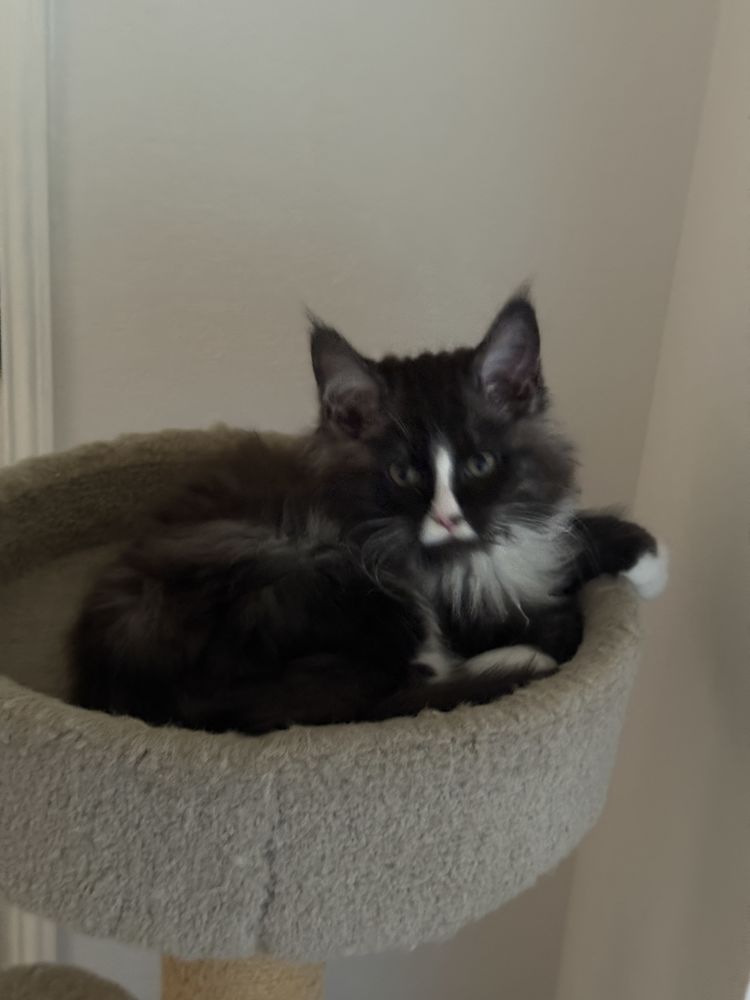 Chatons Maine Coon Loof 1200 31290 Cessales