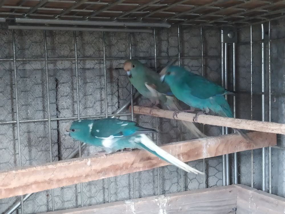 Kakariki 60 81370 Saint-sulpice