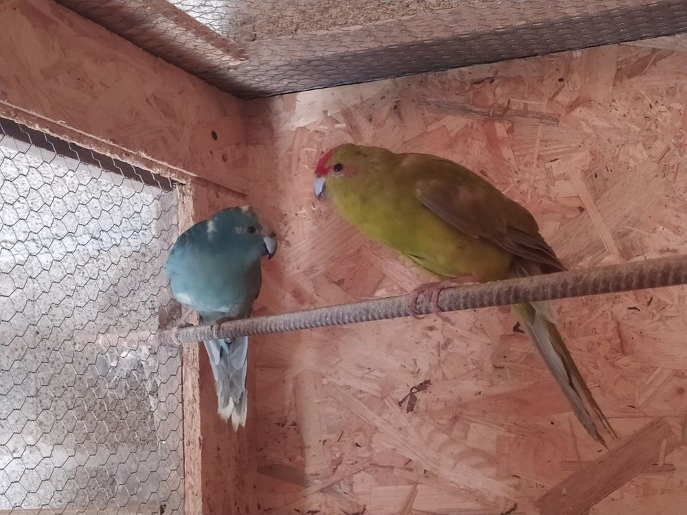 Kakariki
60 81370 Saint-sulpice