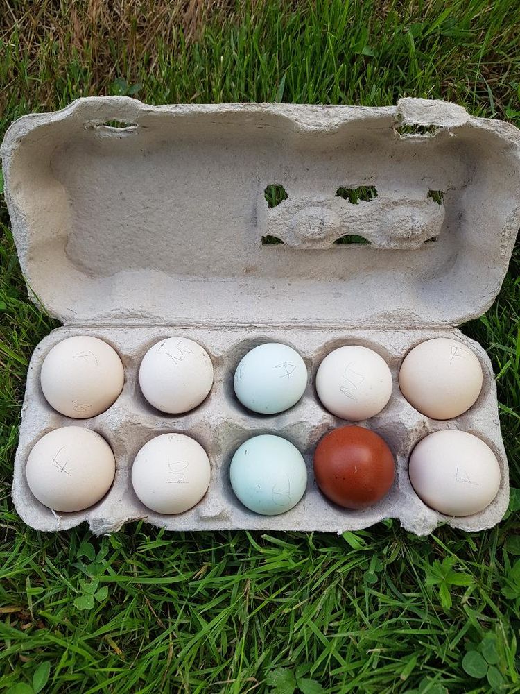 Oeufs F&eacute;cond&eacute;s pour poussin poule et coq voir liste :-) 2 77540 Courpalay