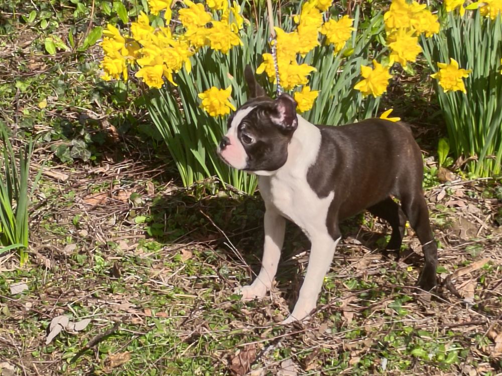 Magnifiques petits m&acirc;les Boston lof 1100 61270 La chapelle-viel