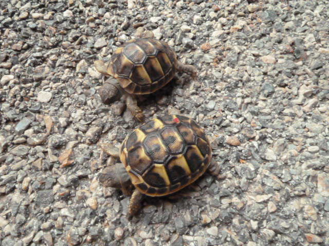tortue de terres 40 66330 Cabestany