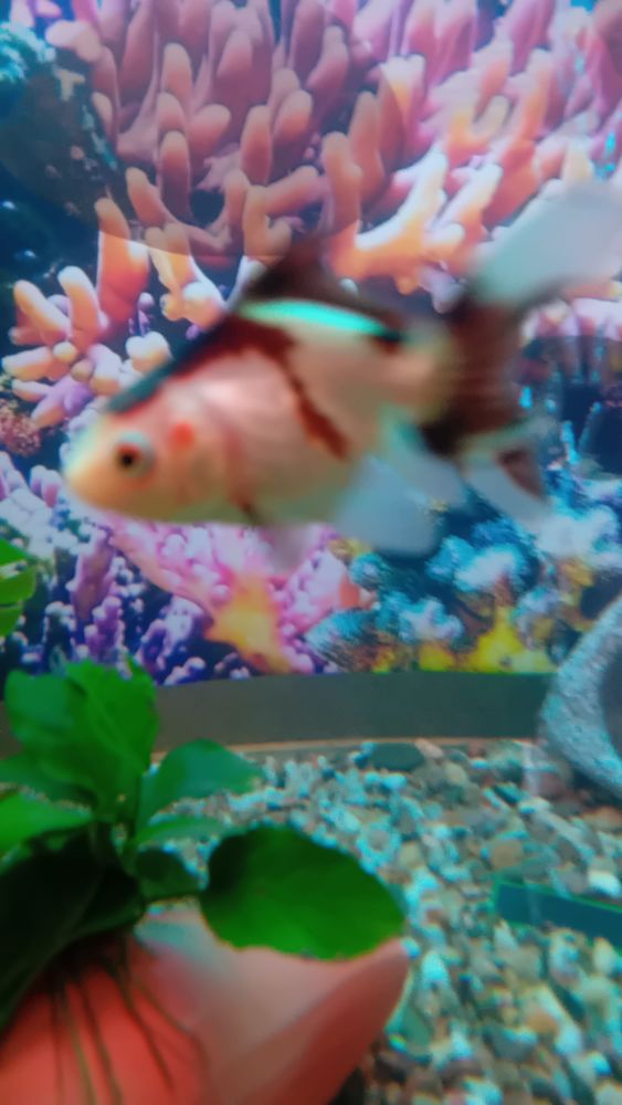 donne 1 oranda panda 0 64220 Saint-jean-pied-de-port