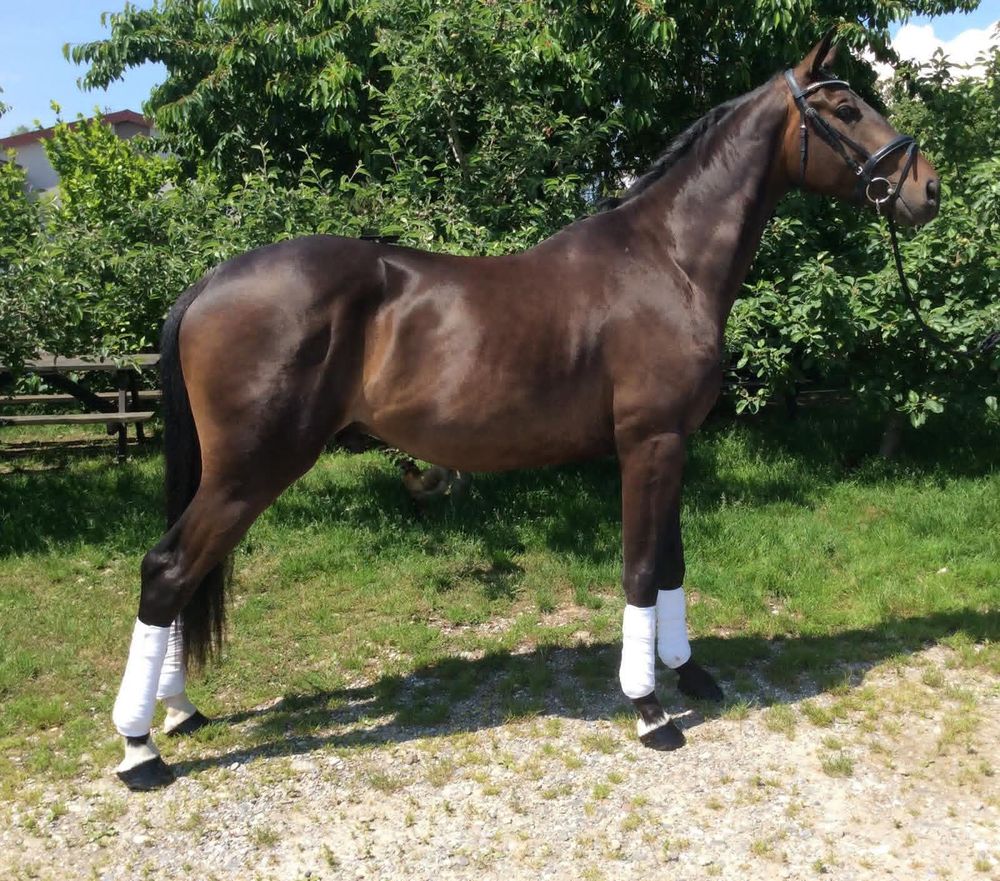 Superbe cheval hongre 0 49000 Angers