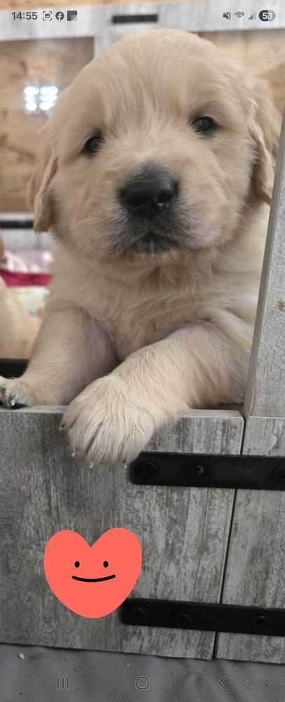 Jolis golden retriever 1200 30320 Saint-gervasy