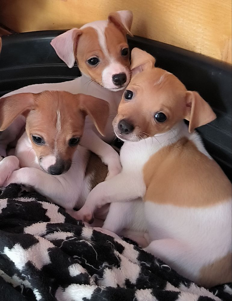 Disponible de suite chiots chihuahua pinscher nain 800 84120 Pertuis