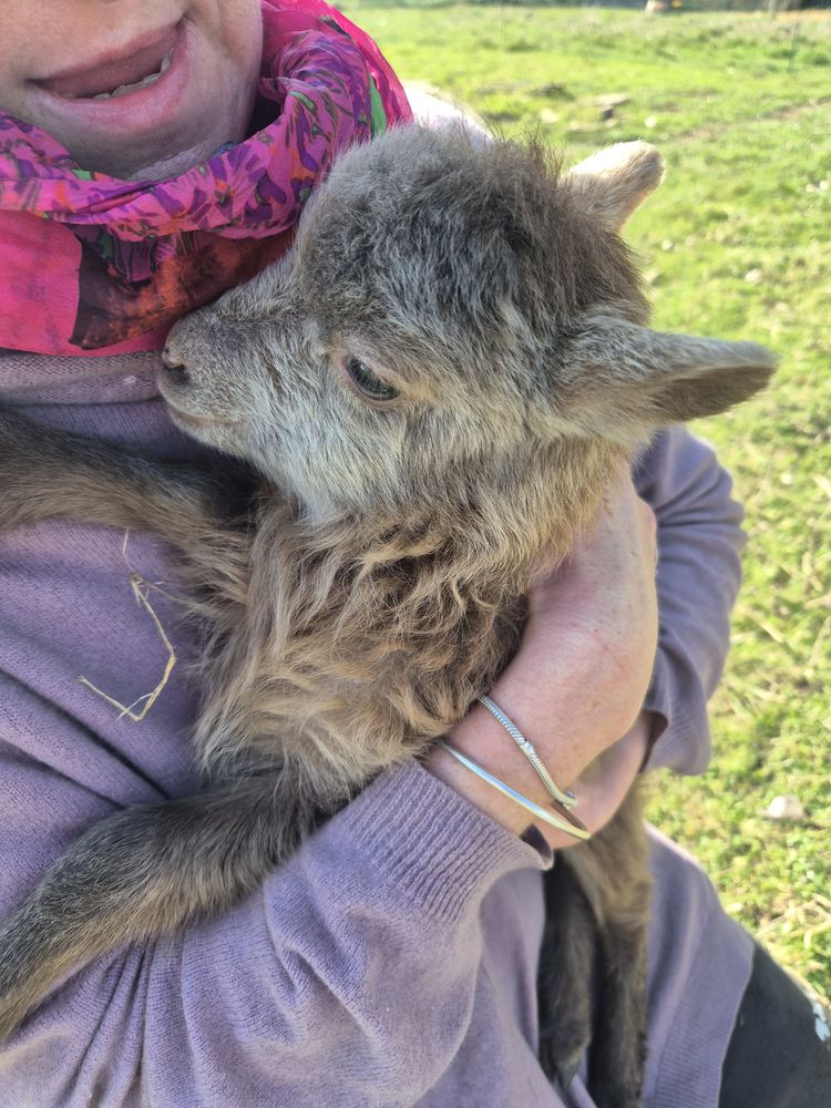 Agneaux Ouessant 120 28210 Senantes