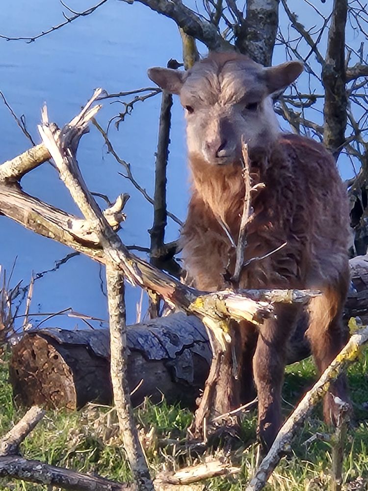 Agneaux Ouessant 0 28210 Nogent-le-roi