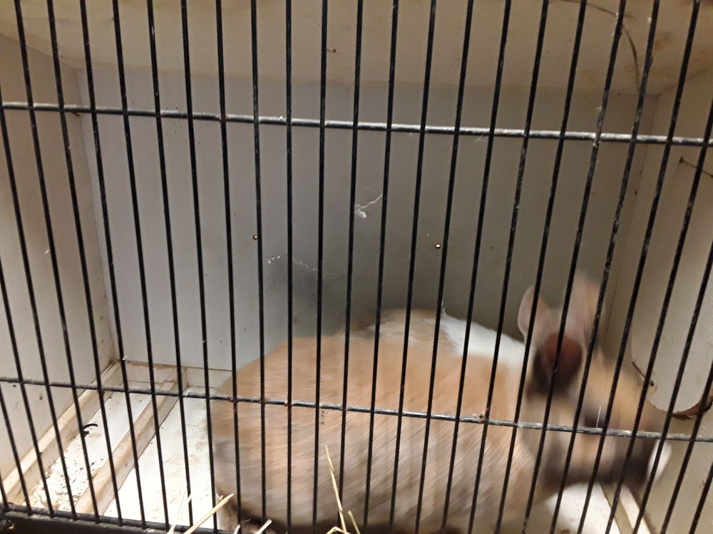  Lapin nain 15 44130 Blain