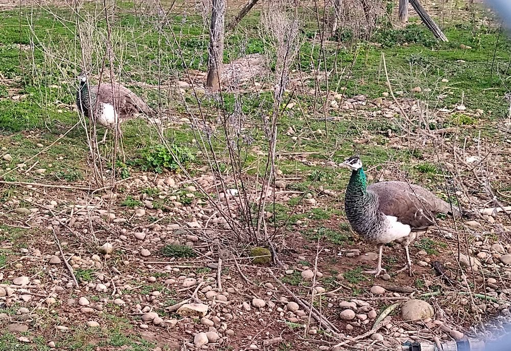 Paon bleu 0 26730 Eymeux