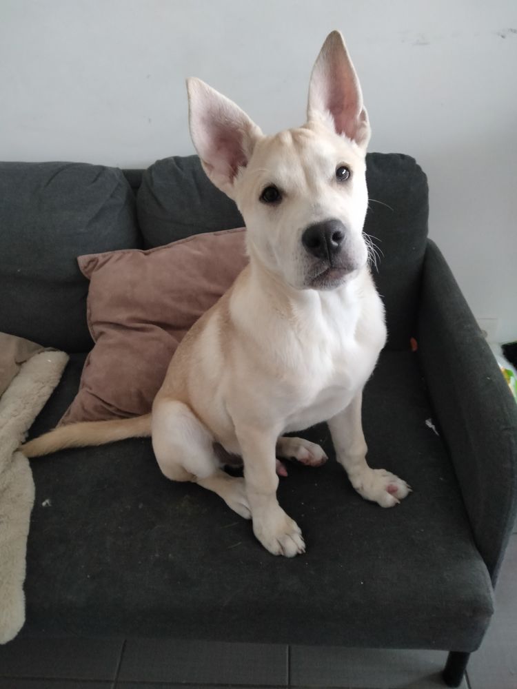 Bonjour, je donne mon chien Oslo 0 91100 Corbeil-essonnes