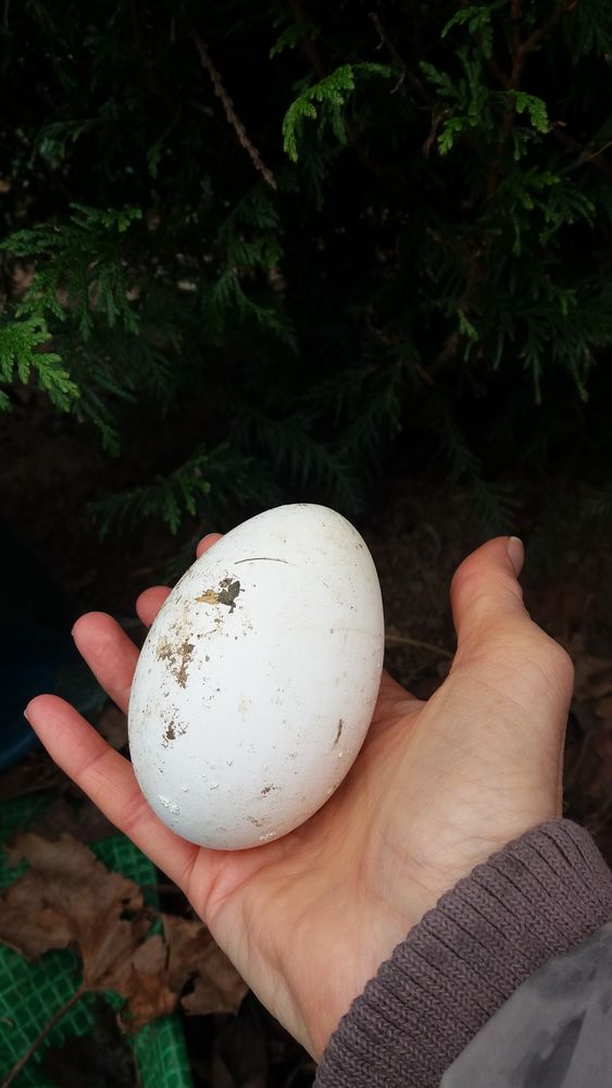 Oeufs d oie  grise de toulouse a consommer 
2 64122 Urrugne