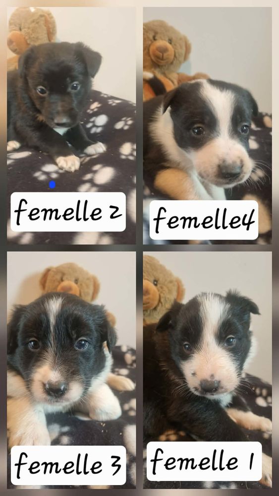 Chiot Border Collie 600 79200 Saint-germain-de-longue-chaume