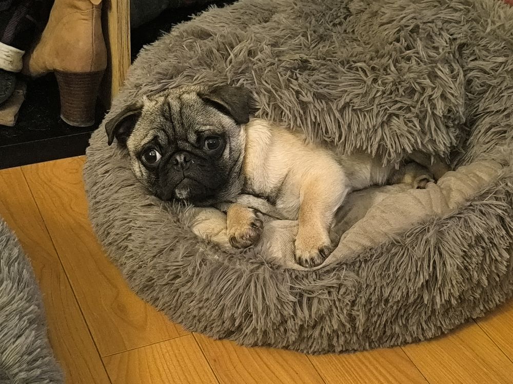 Chiot Carlin 7 mois 0 87500 Saint-yrieix-la-perche