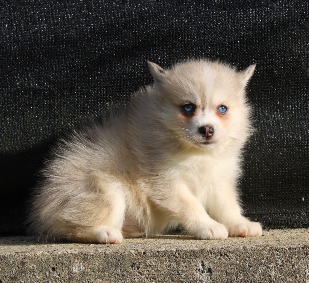 Chiots pomsky F5 lign&eacute;e am&eacute;ricaine aux yeux bleus 0 75001 Paris