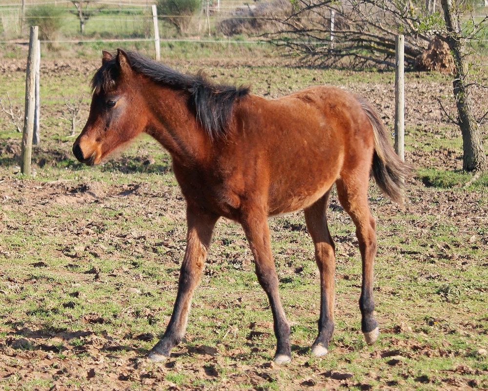 Superbe pouliche PSAR "golden cross" 3000 11800 Saint-frichoux