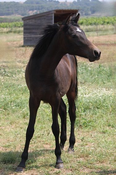 Tr&egrave;s beau poulain PSAR 3500 11800 Saint-frichoux