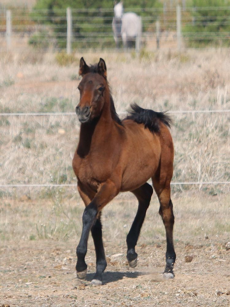 Magnifique Poulain PSAR &eacute;gyptien 3500 11800 Saint-frichoux