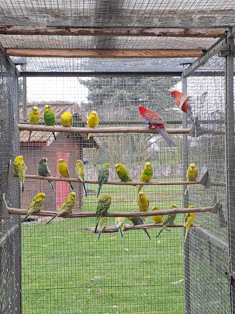 Perruche ondul&eacute;e 12 38110 La tour-du-pin