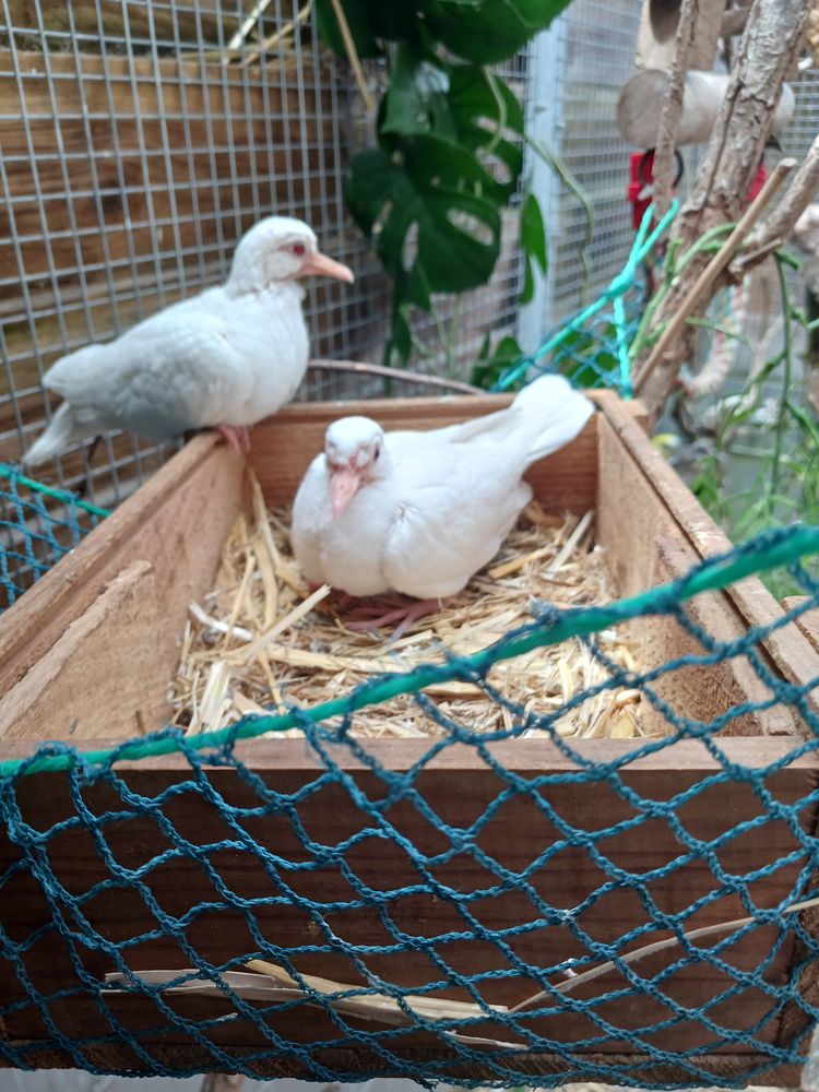 colombe blanche 12 85300 Challans