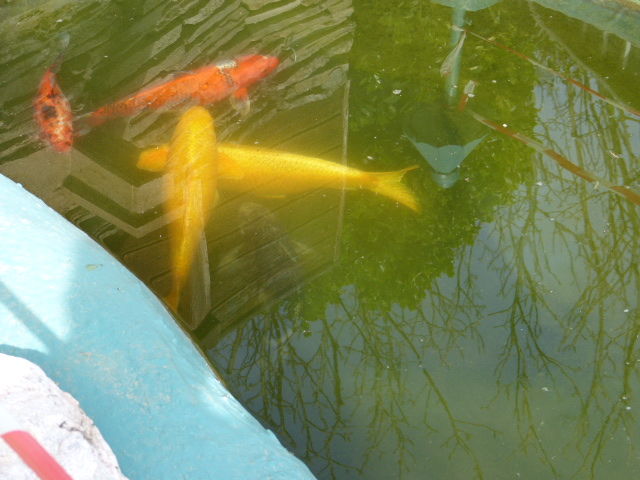 4 belles ko&iuml;s kigoi 80 01700 Beynost