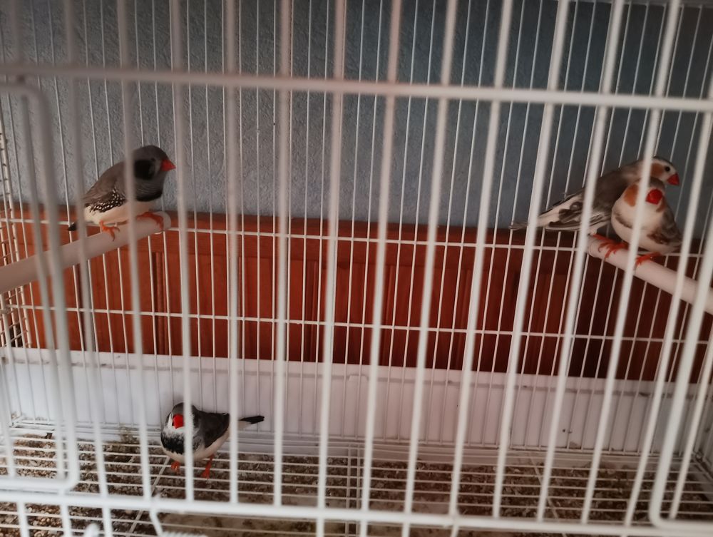 M&acirc;les mandarins 10 80640 Hornoy-le-bourg