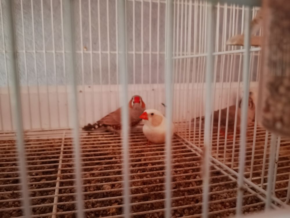 Couples mandarins 10 80640 Hornoy-le-bourg