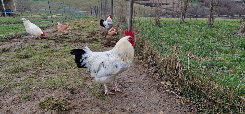 Coqs sussex 6 31420 Benque