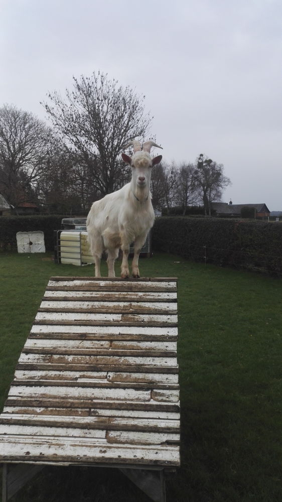 Je souhaite me s&eacute;parer de mon bouc d'un an 100 76950 Les grandes-ventes