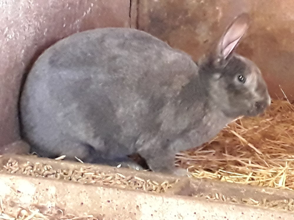 Lapin rex 0 44130 Blain