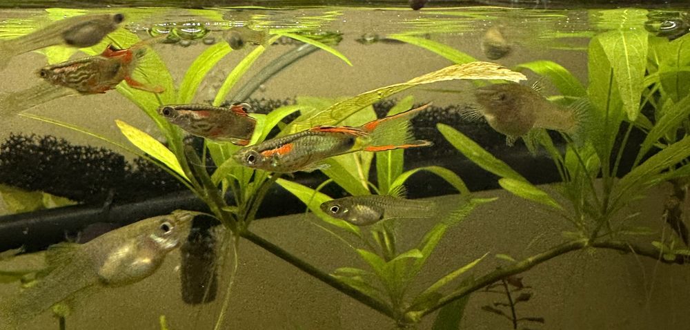 /&eacute;change: Guppys et Endlers - Lognes / Marne-la-Vall&eacute;e 1 77185 Lognes