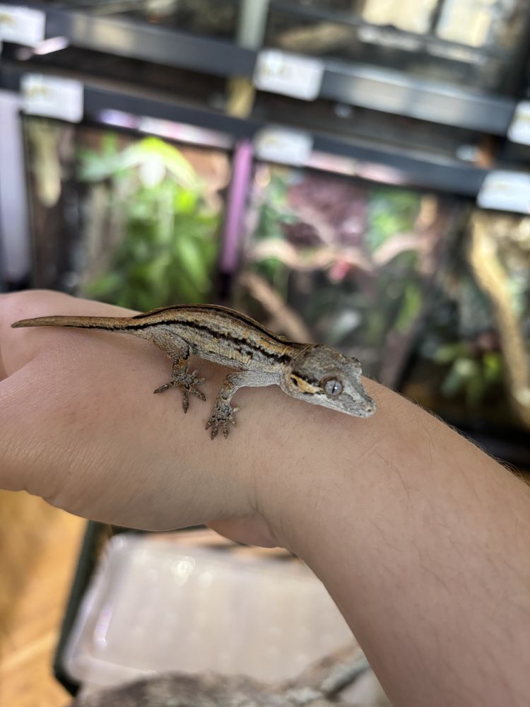 b&eacute;b&eacute; gecko gargouille 200 49122 Le may-sur-�vre