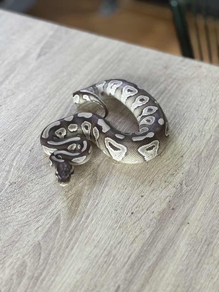 Python regius VPI axanthic pastave Het Piebald 350 49122 Le may-sur-�vre