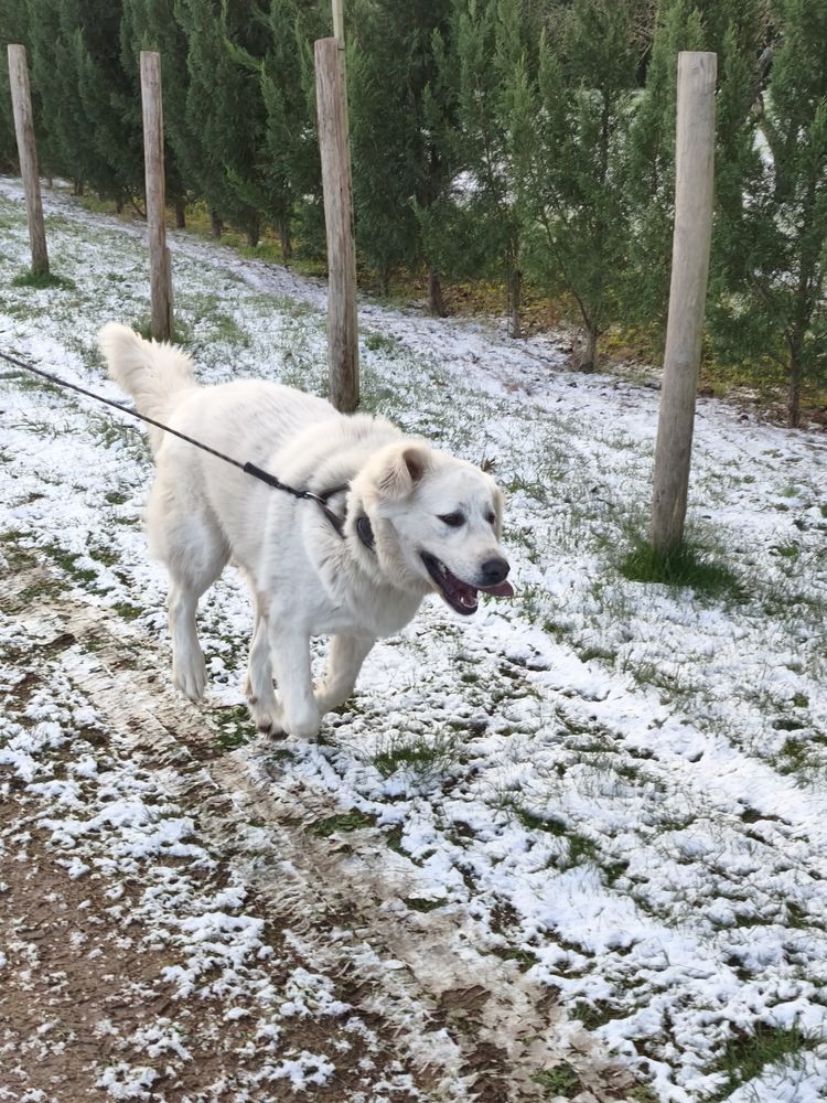 Femelle alabai (berger Asie centrale) 0 45600 Saint-p�re-sur-loire