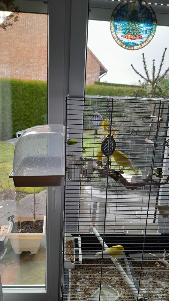 Canaris m&acirc;les tr&egrave;s bon siffleur jaune 30 62217 Beaurains