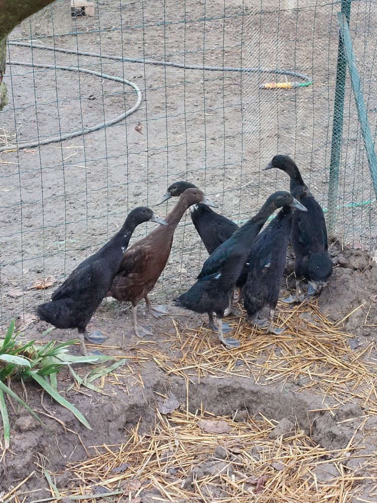 M&acirc;les Coureur indien noir 20 47360 Prayssas