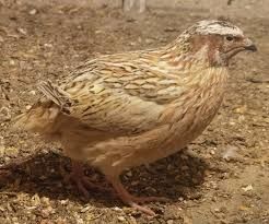 Caille du Japon 4 35430 Saint-p�re