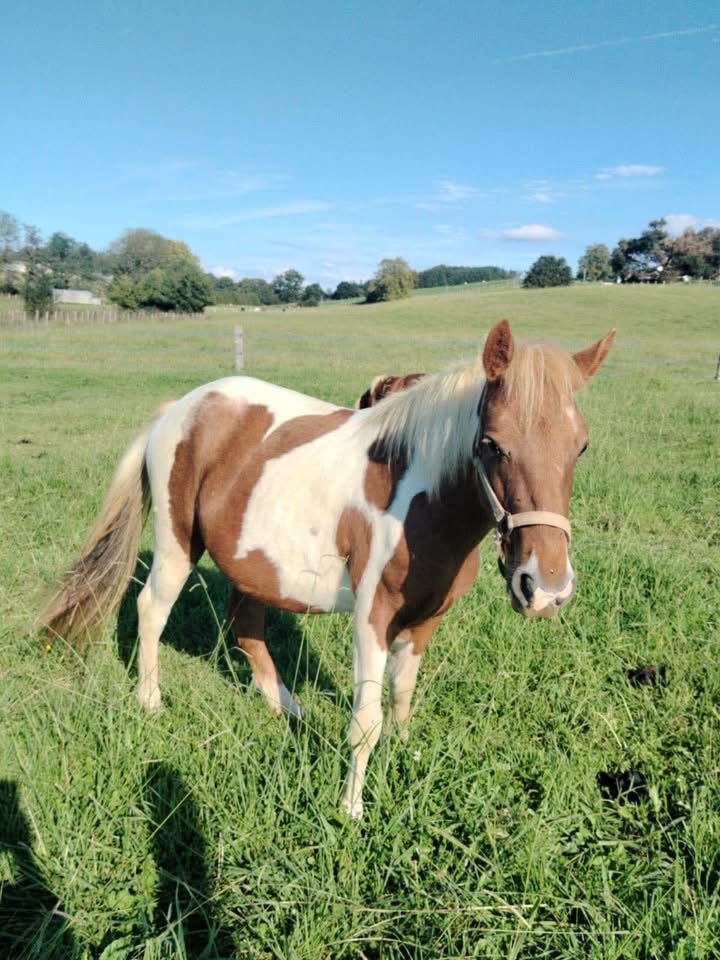 Jument Pottok 1500 64200 Arcangues