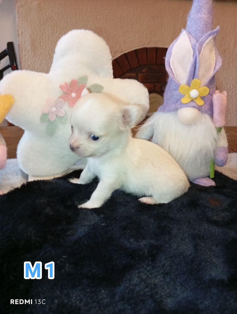 A r&eacute;server, adorables chiots chihuahua poils longs non lof 900 23140 Cressat